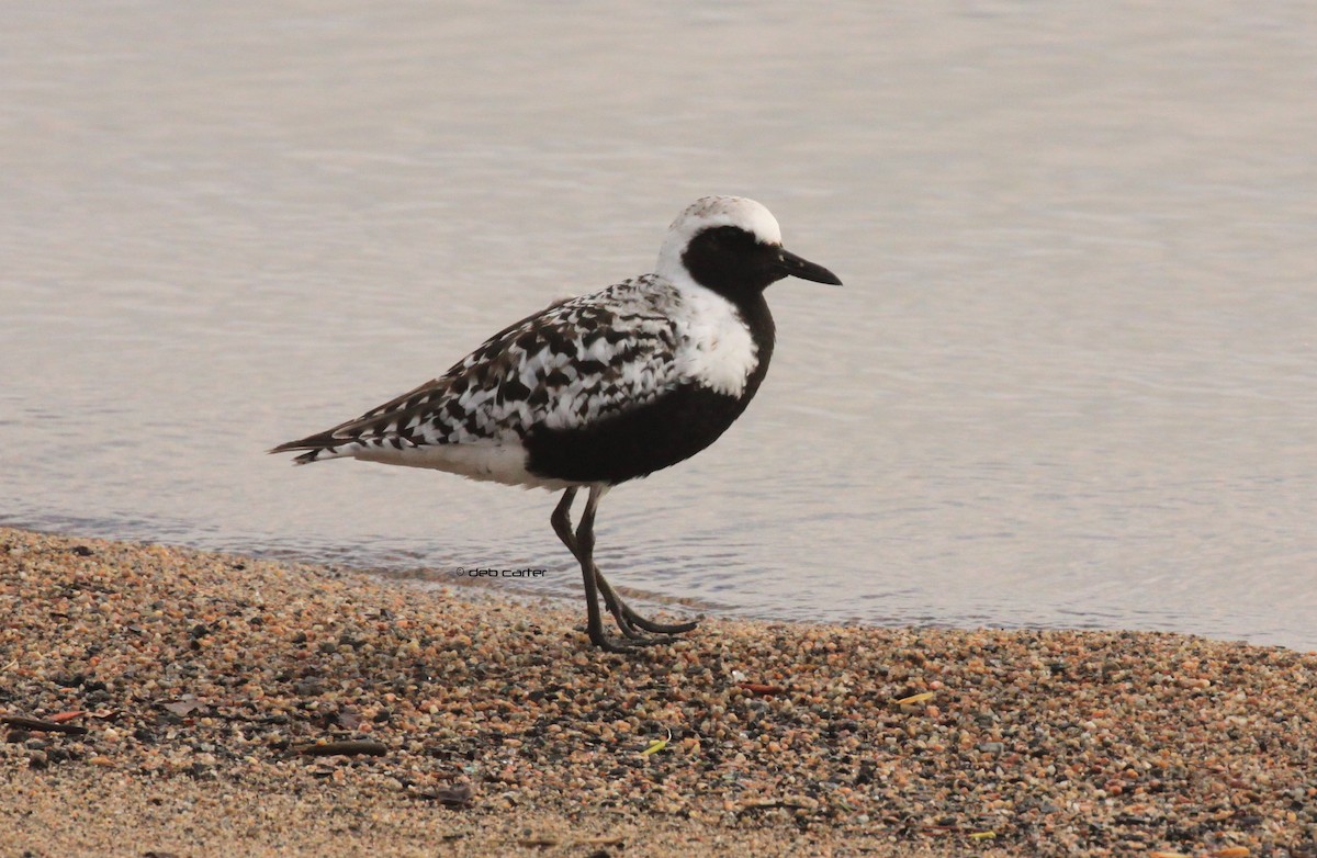 Black-bellied Plover - ML102128441