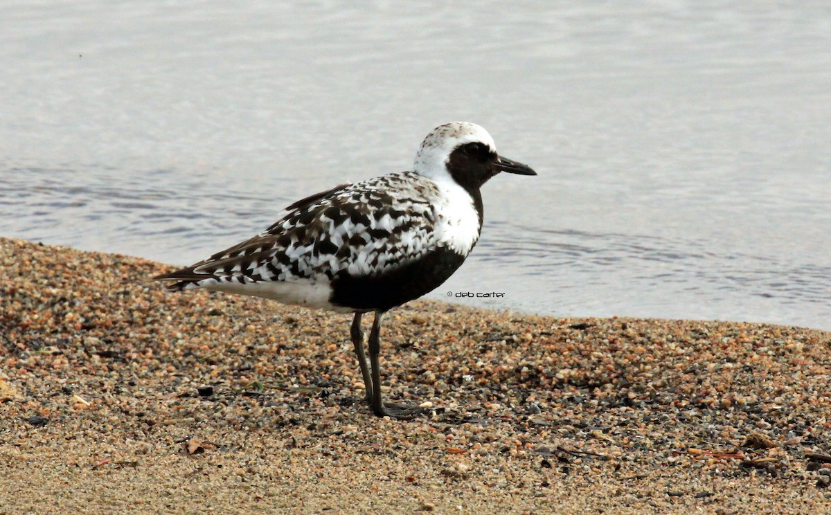 Black-bellied Plover - ML102128461