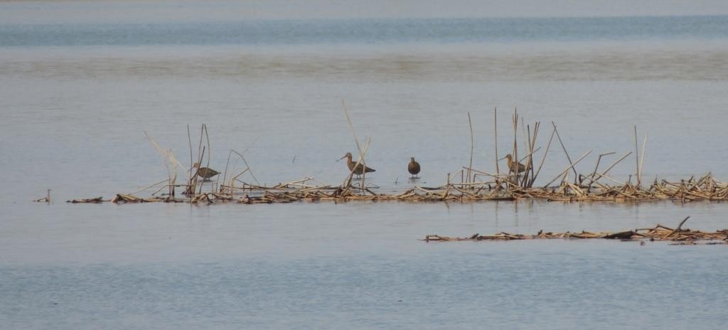 Black-tailed Godwit - ML102128831