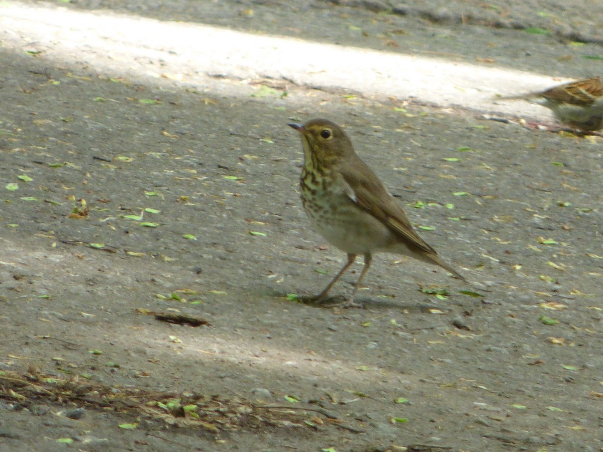 Swainson's Thrush - ML102131921