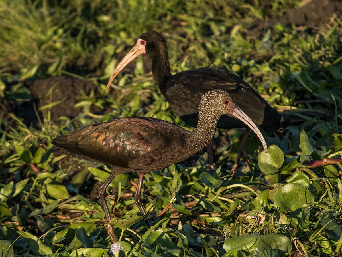 White-faced Ibis - ML102131941