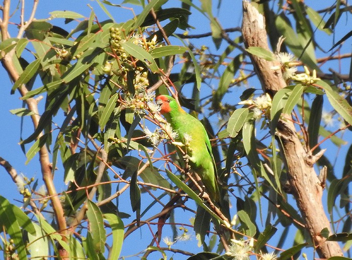 Little Lorikeet - ML102132071