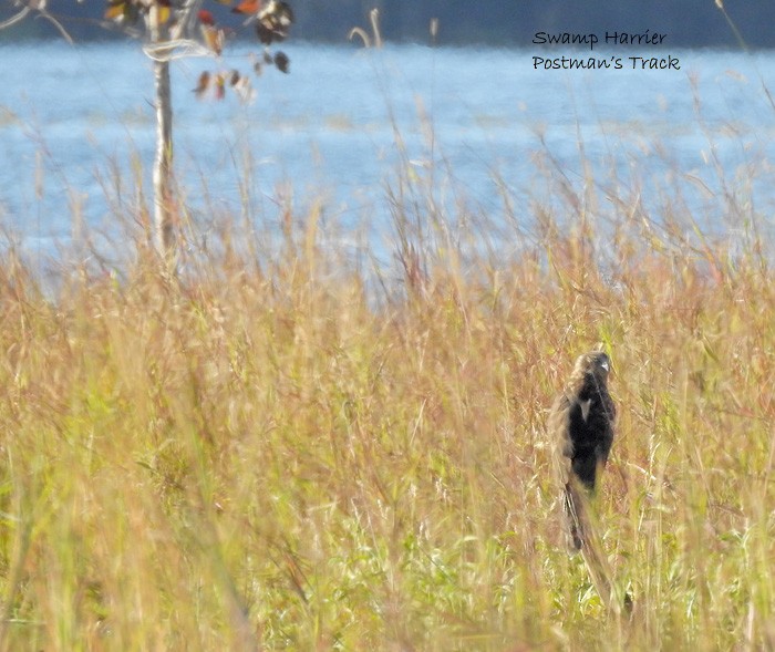 Swamp Harrier - Marie Tarrant