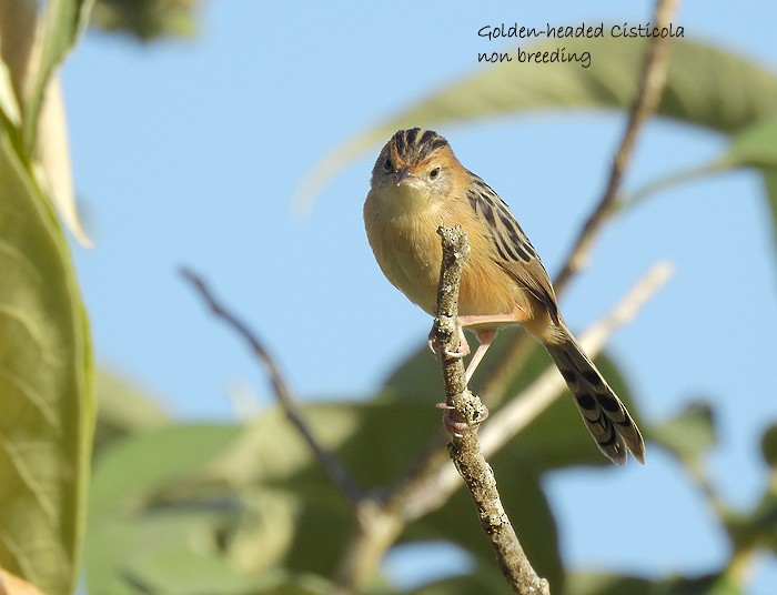 Golden-headed Cisticola - ML102132441