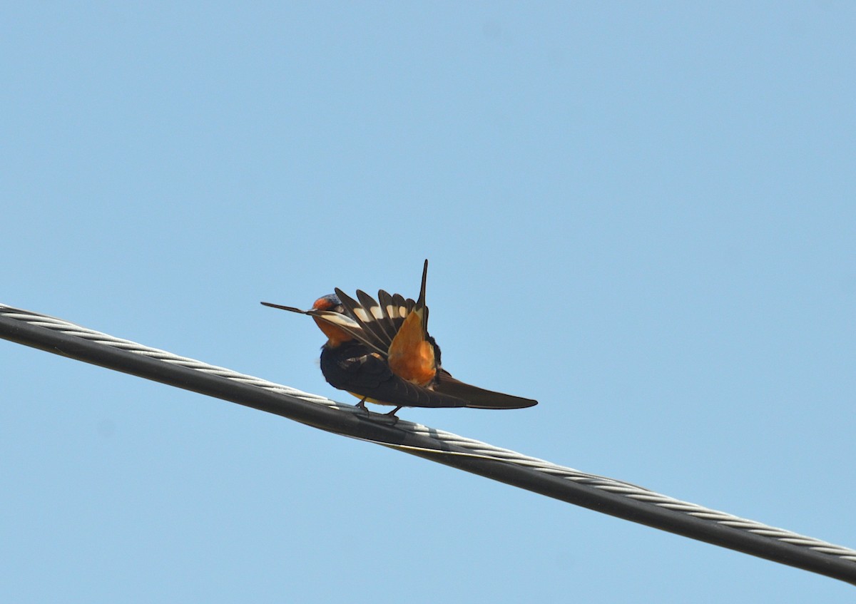 Barn Swallow - Andrew Mack