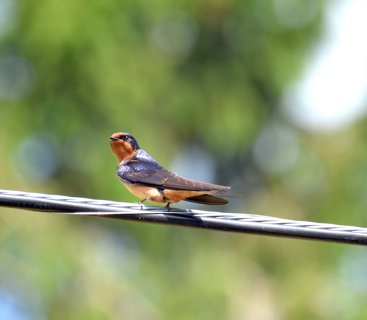 Barn Swallow - Andrew Mack