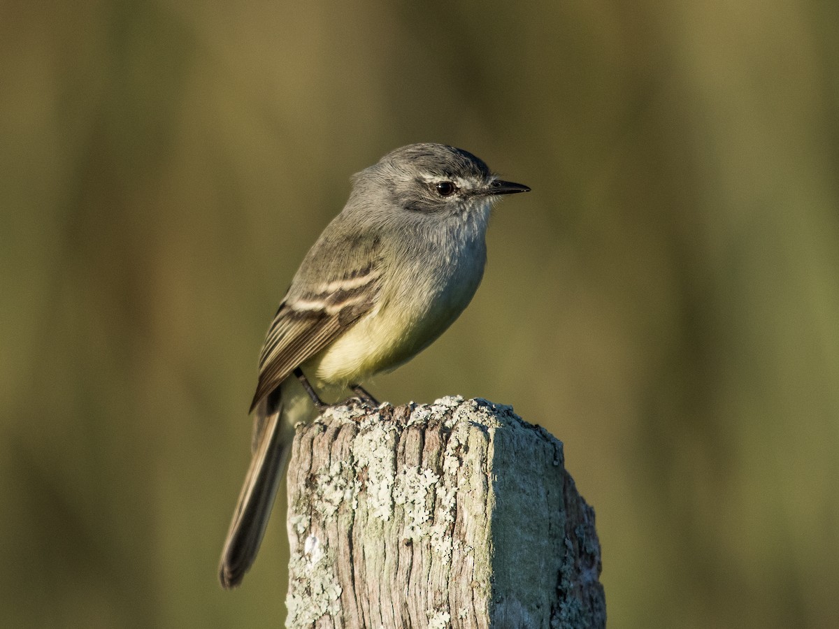 White-crested Tyrannulet (Sulphur-bellied) - ML102133561