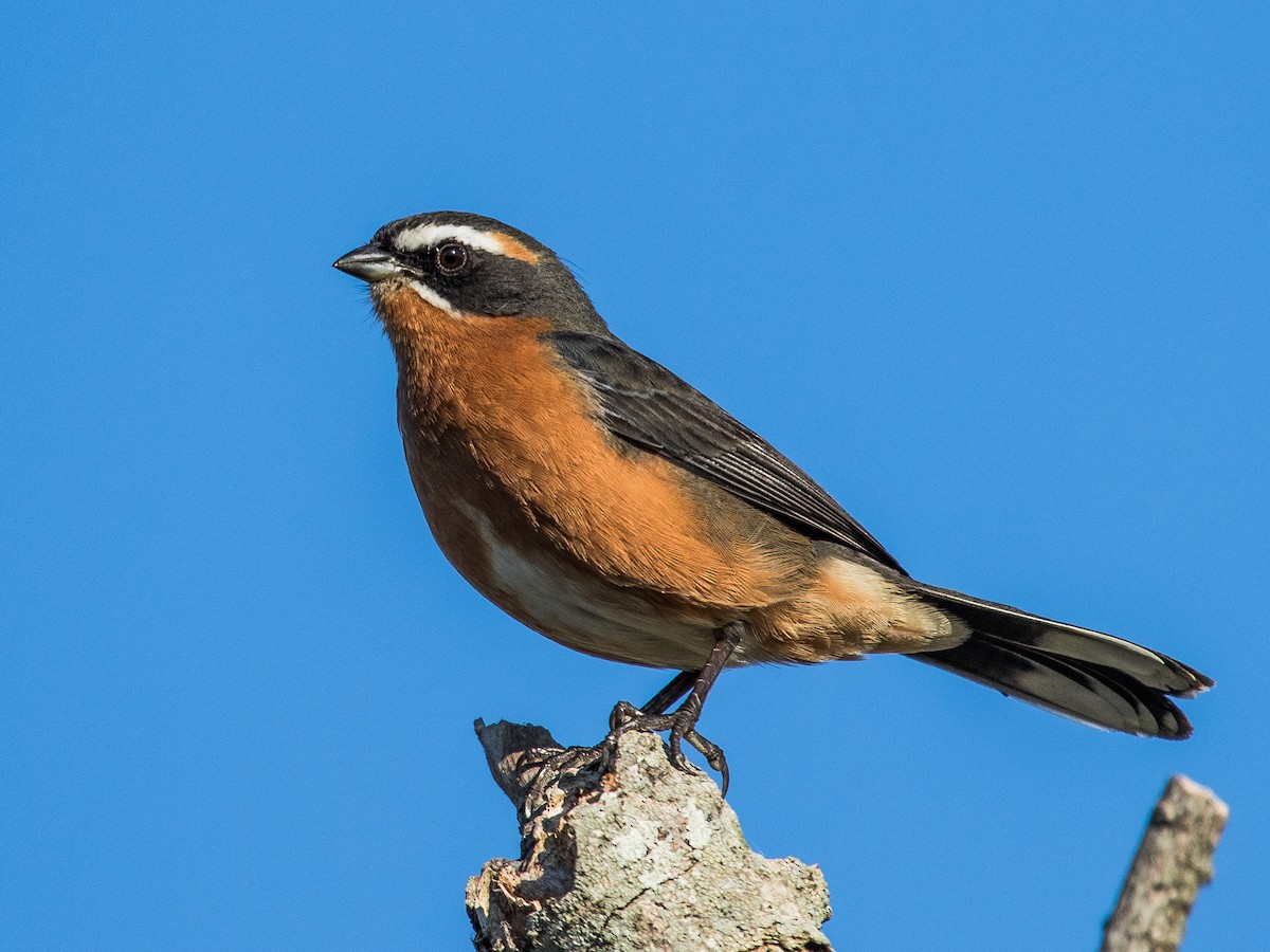 Black-and-rufous Warbling Finch - Fernando  Jacobs