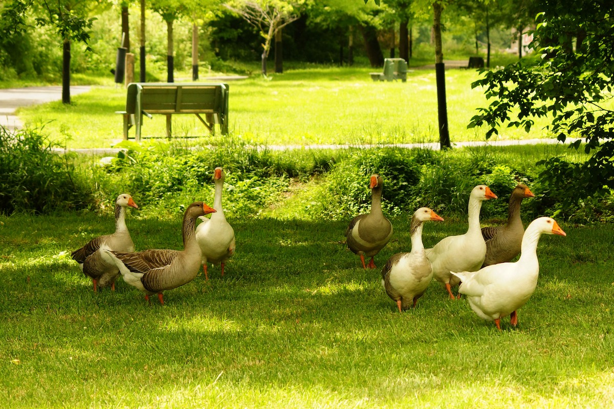 Domestic goose sp. (Domestic type) - ML102135111