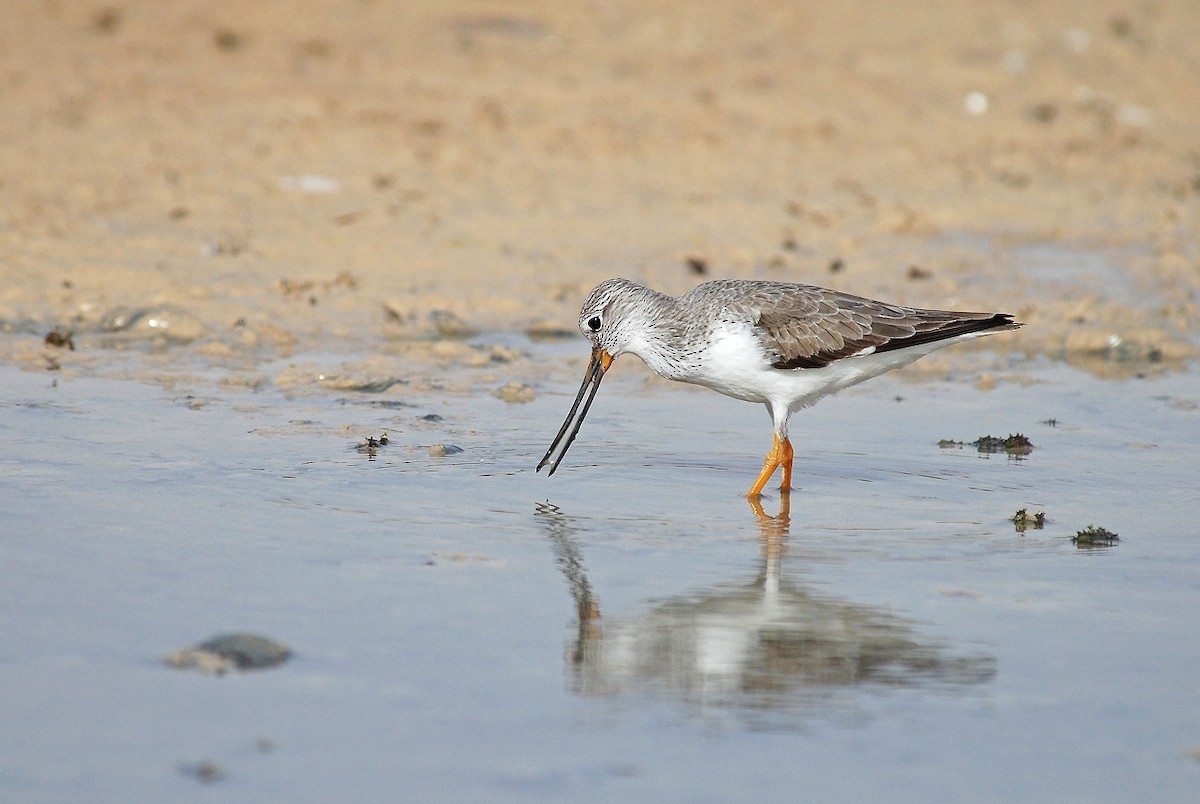 Terek Sandpiper - Peter Arras