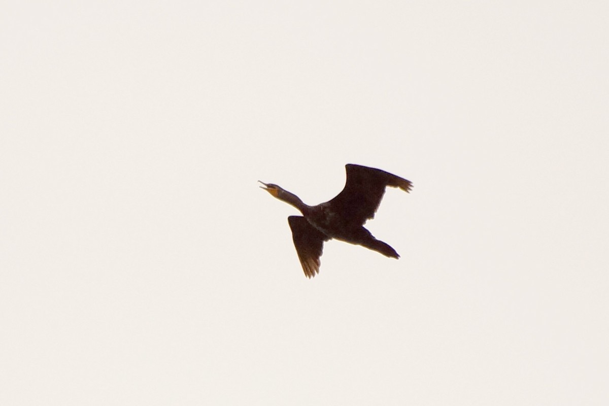 Double-crested Cormorant - ML102135431