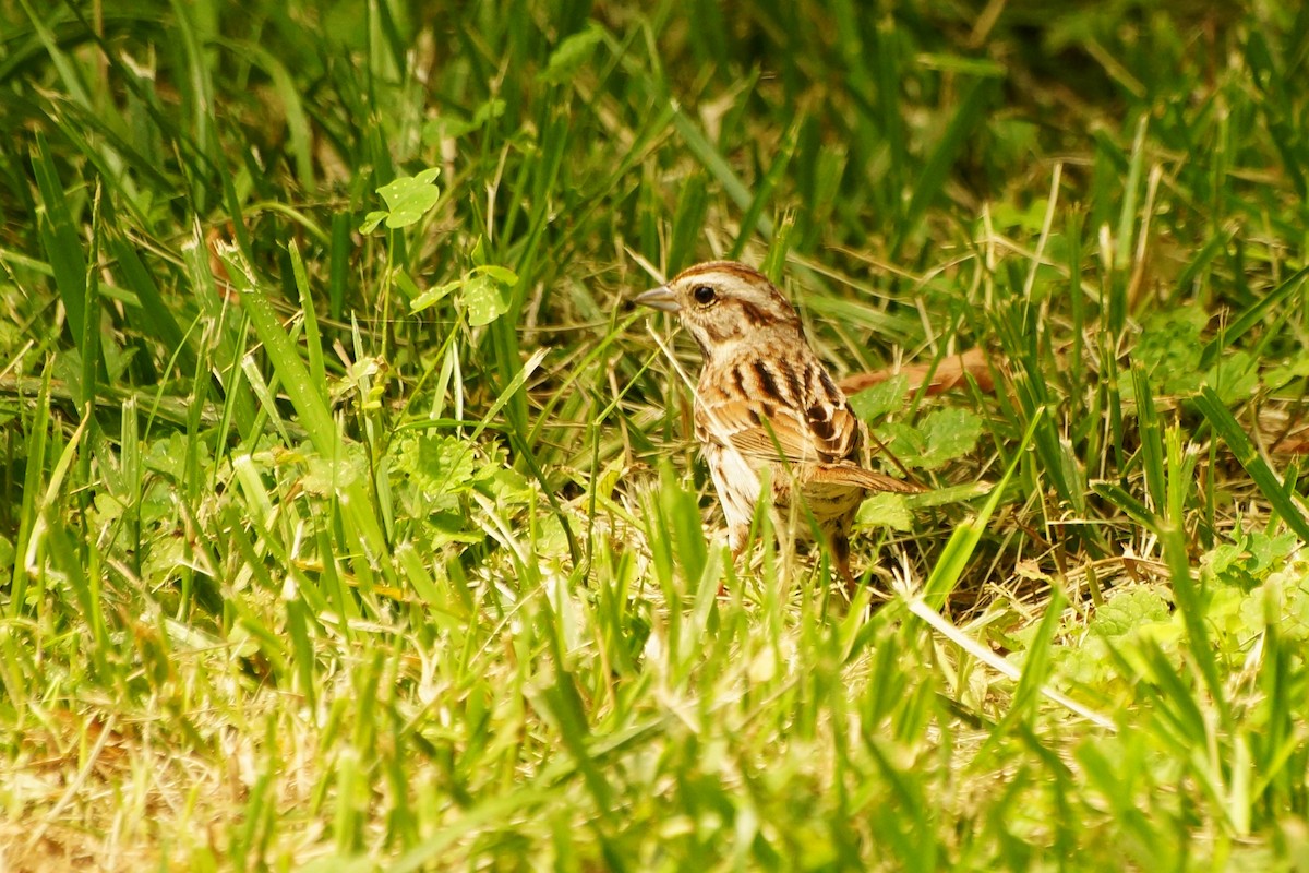 Song Sparrow - ML102135571