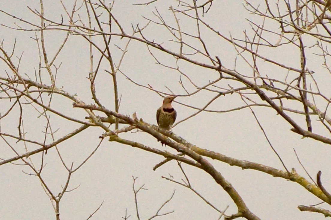 Northern Flicker - ML102135671