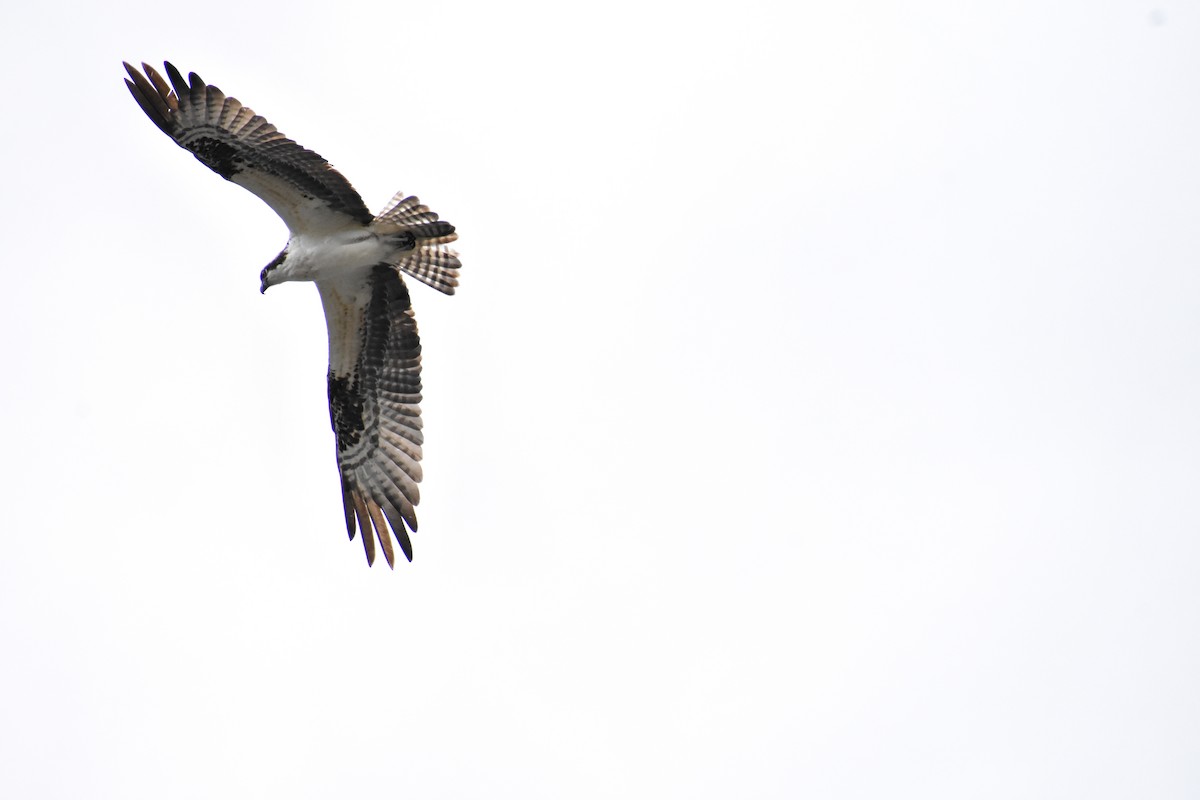 Osprey - ML102135731