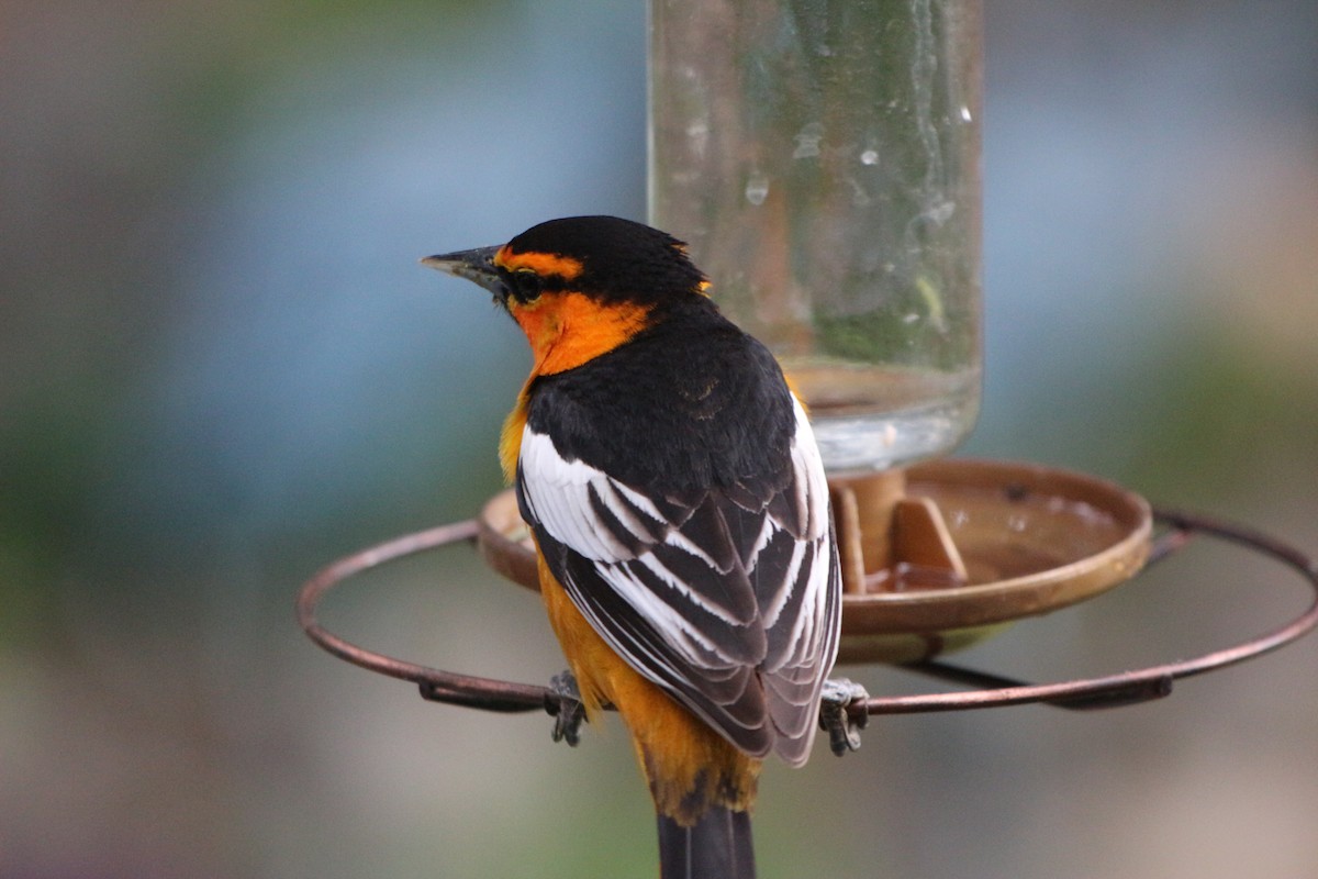 Bullock's Oriole - ML102136991