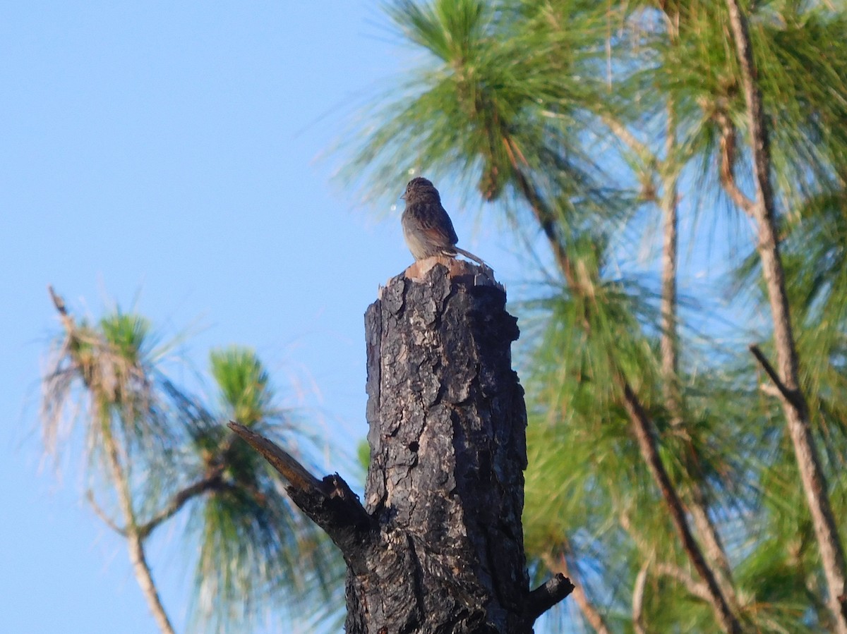 Bachman's Sparrow - ML102137931