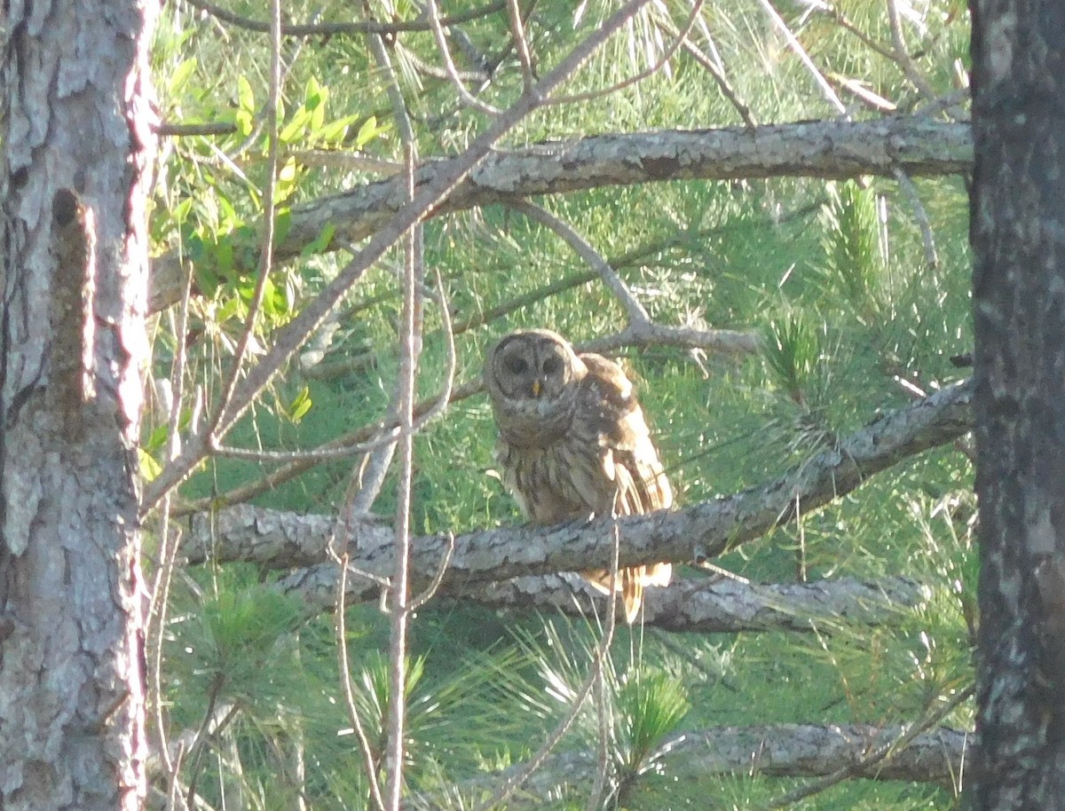 Barred Owl - ML102138241
