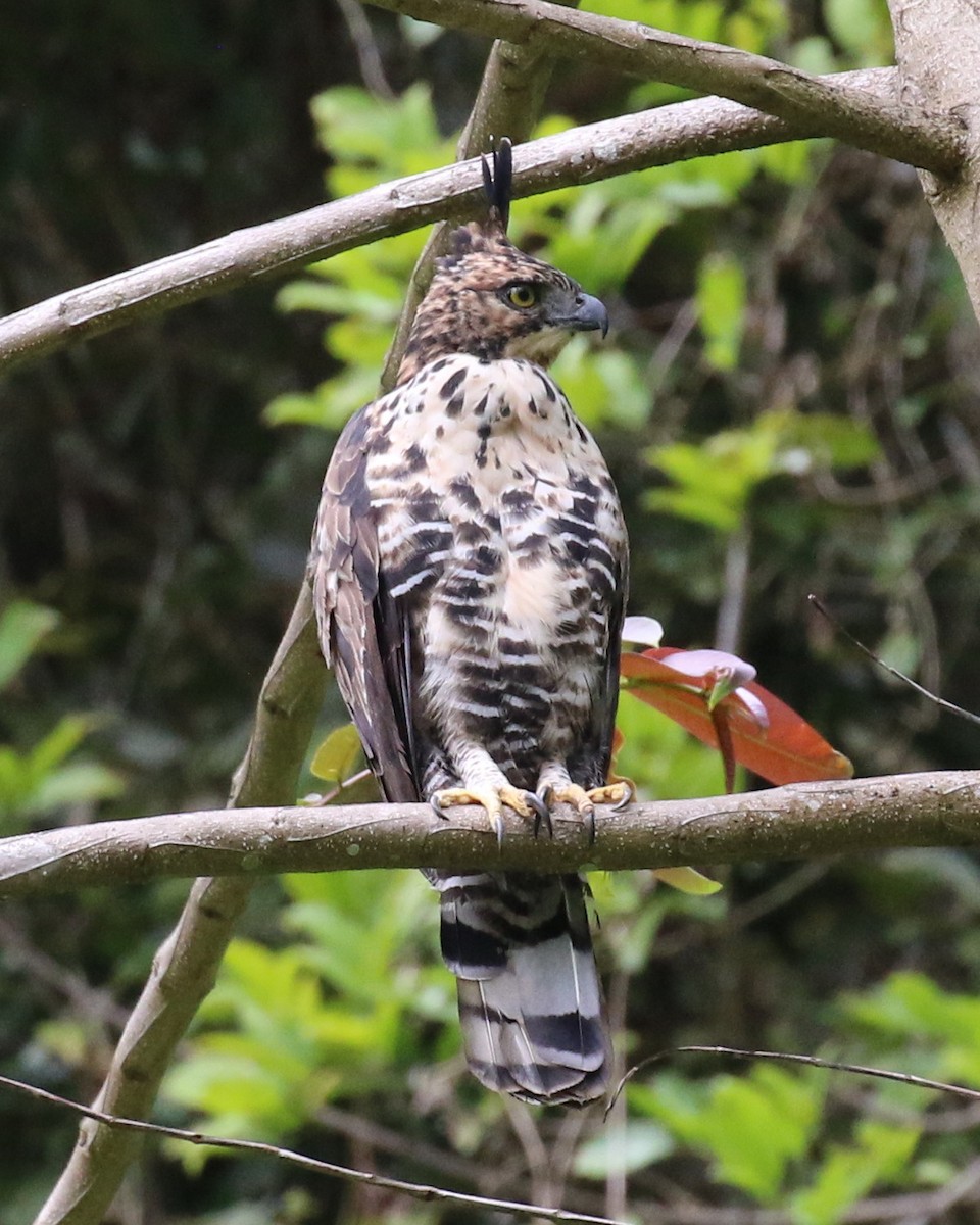 Blyth's Hawk-Eagle - ML102138521