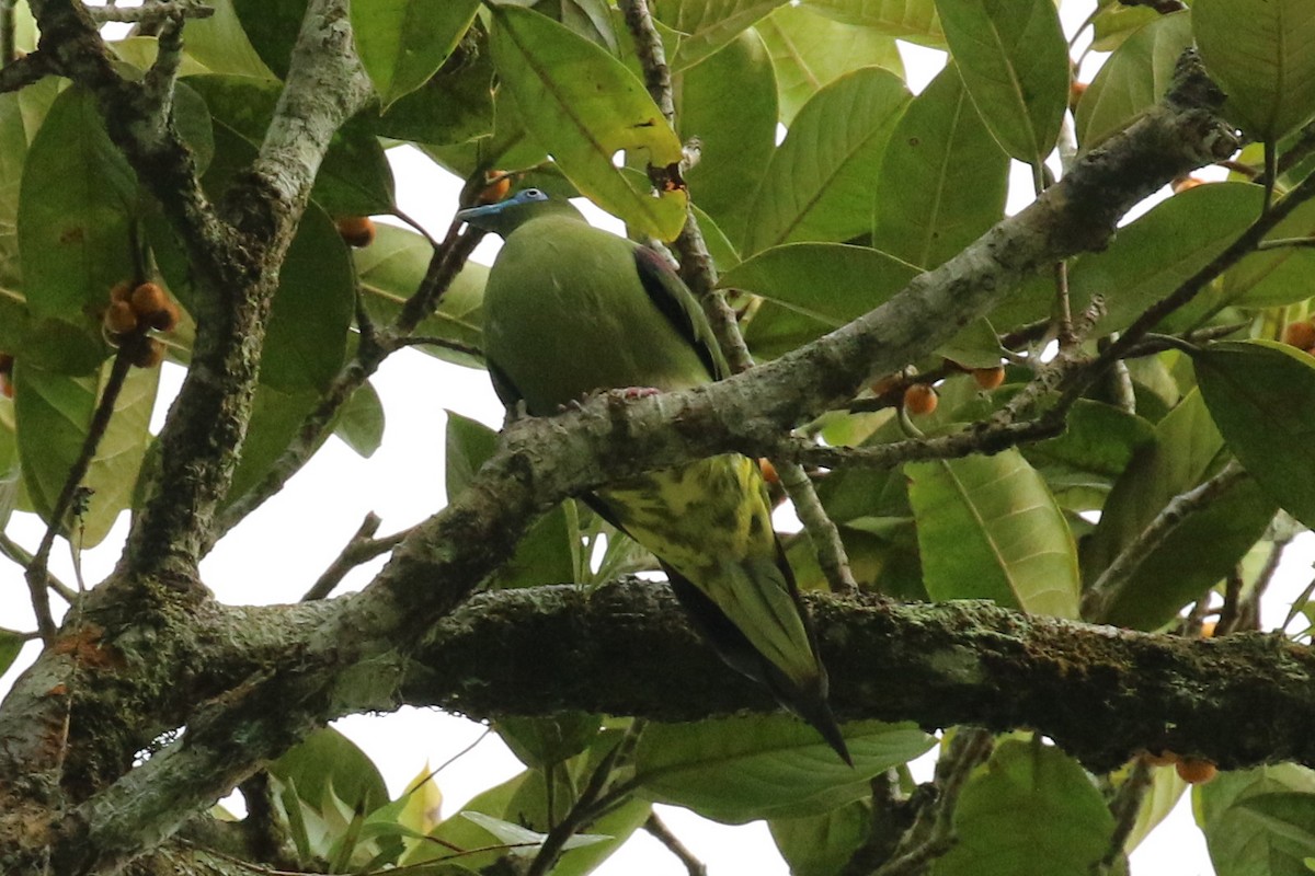 Yellow-vented Green-Pigeon - ML102138601