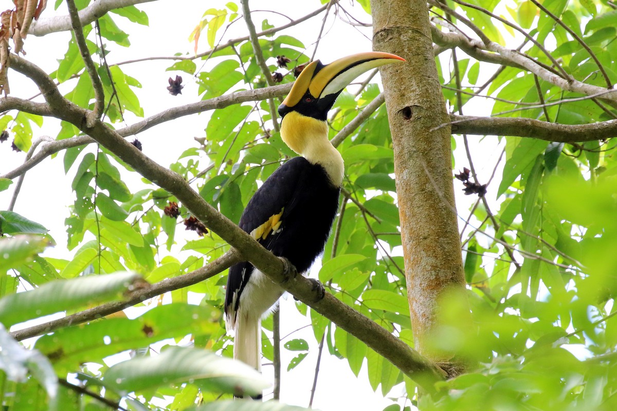 Great Hornbill - ML102138661