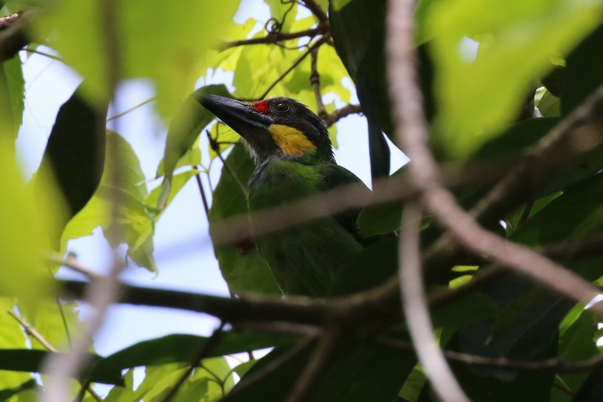 Sarı Bıyıklı Barbet (chrysopogon/laetus) - ML102138781