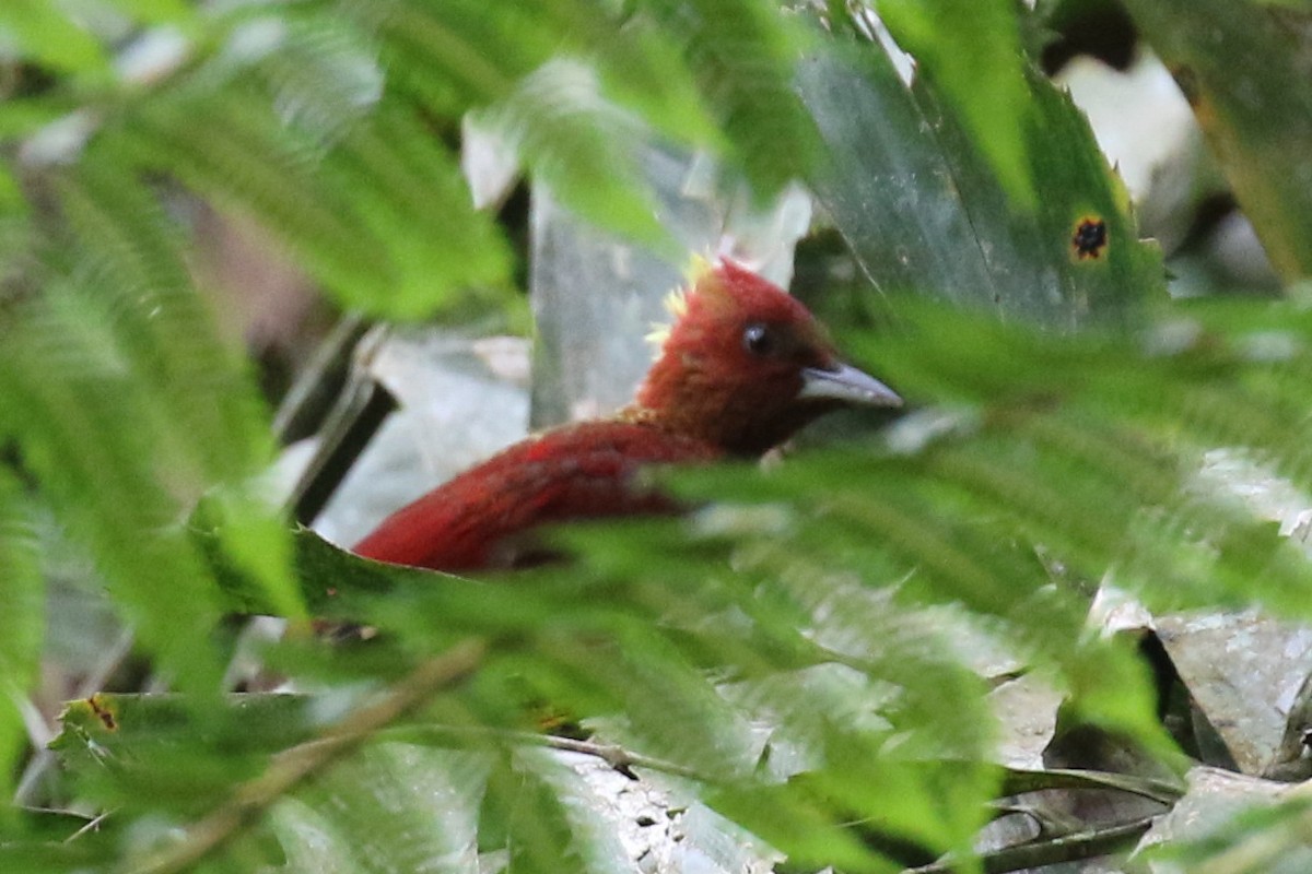 Banded Woodpecker - ML102138841