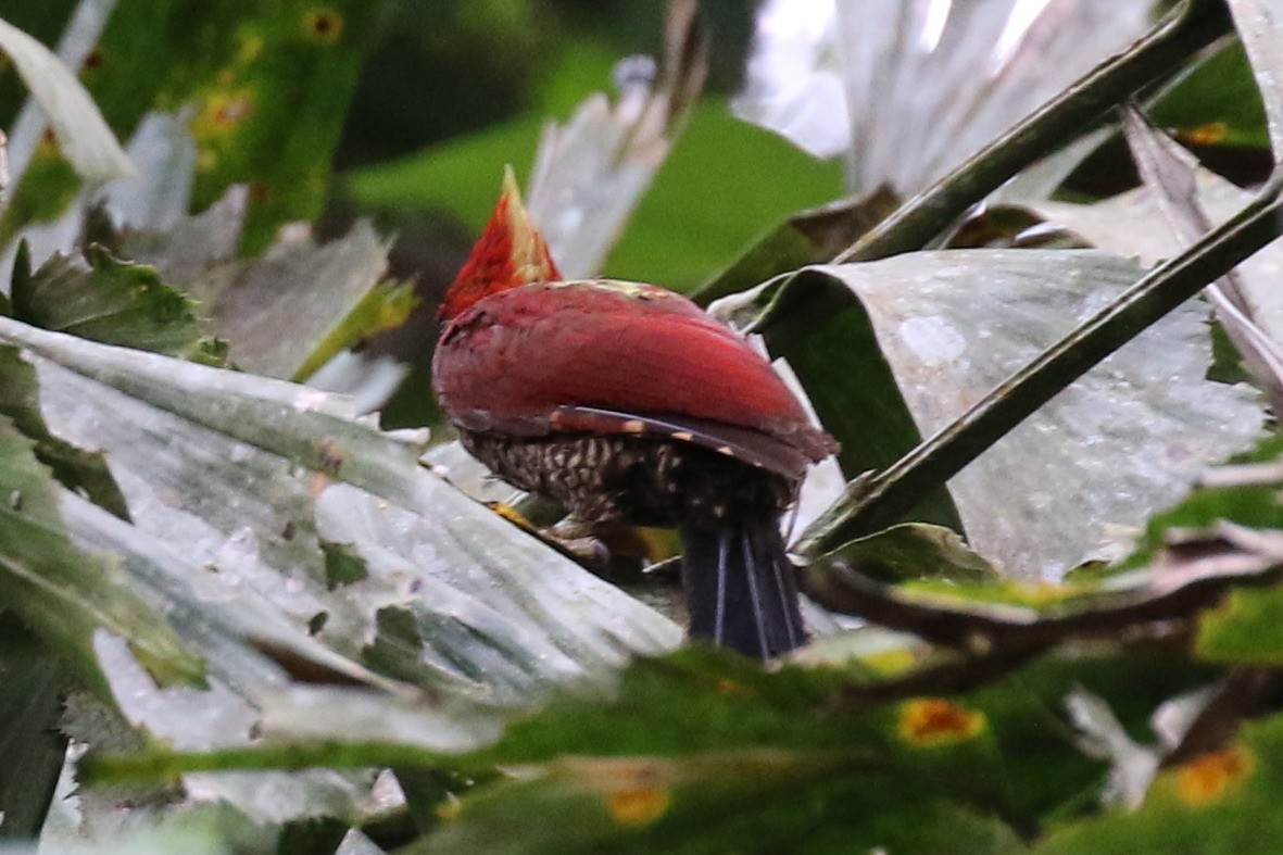 Banded Woodpecker - ML102138851