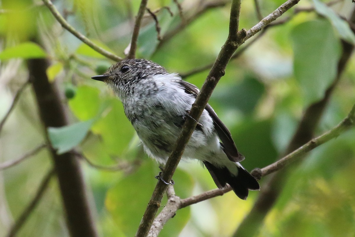 Little Pied Flycatcher - ML102139191