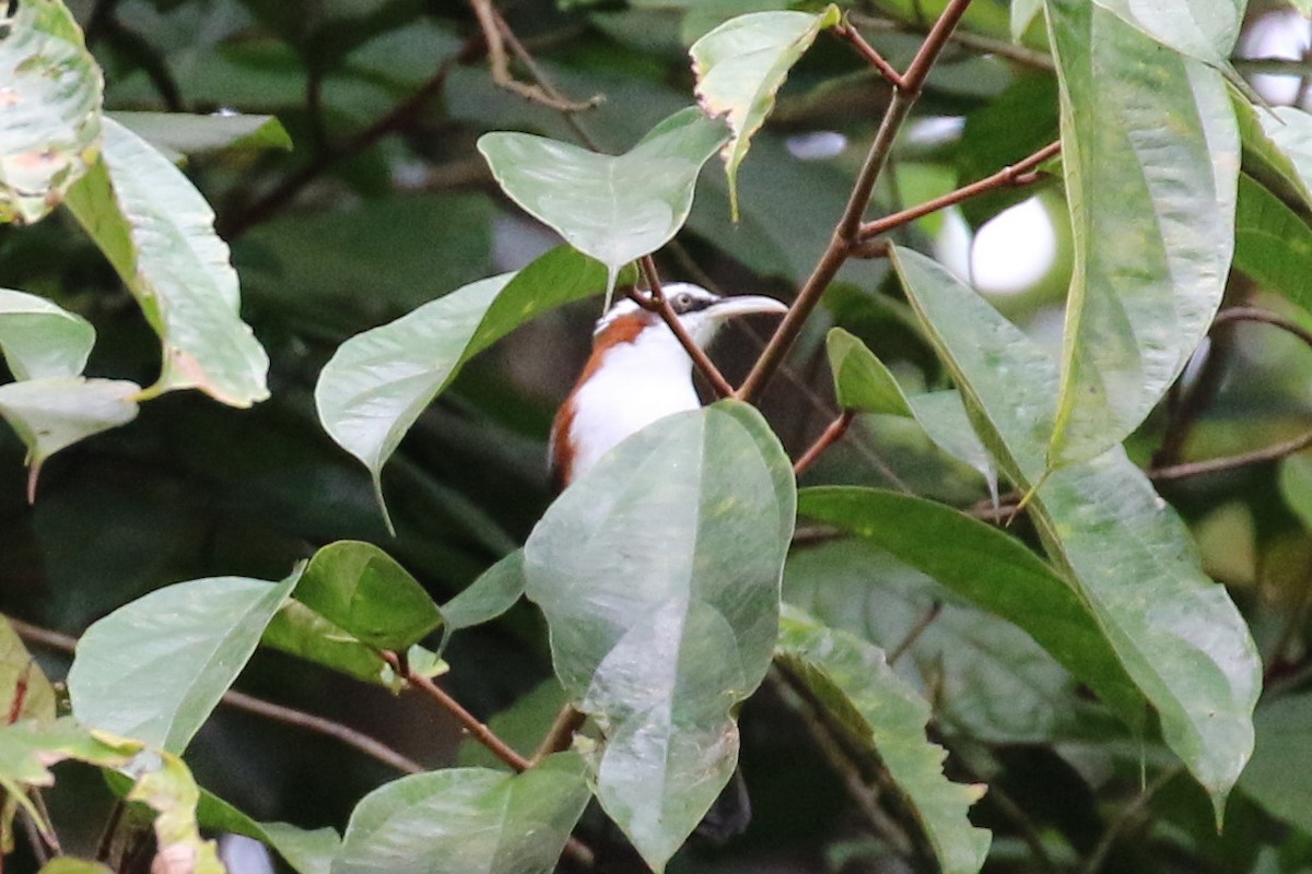 Cimitarra Dorsicastaña (bornensis/occidentalis) - ML102139371