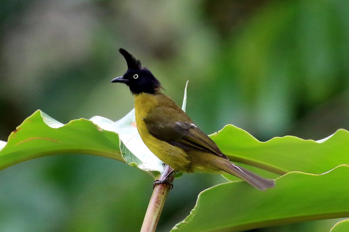 Black-crested Bulbul - ML102139541