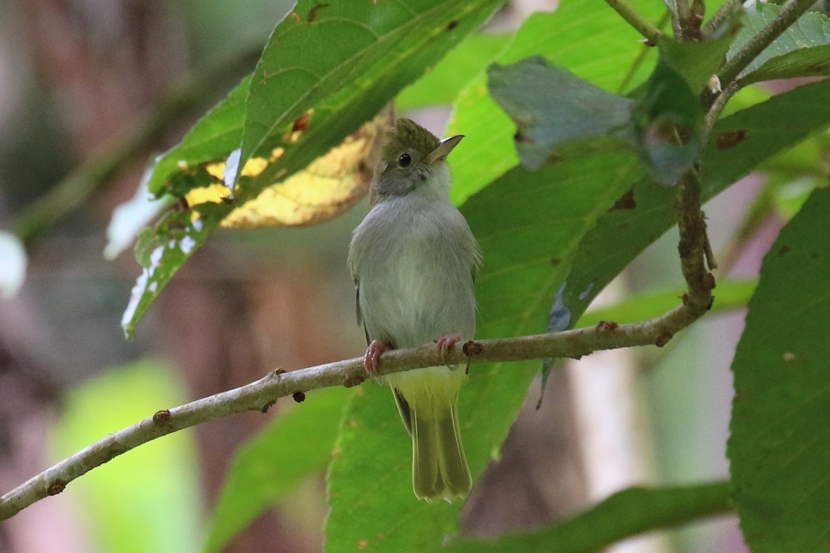 Yuhina Ventriblanca - ML102139621