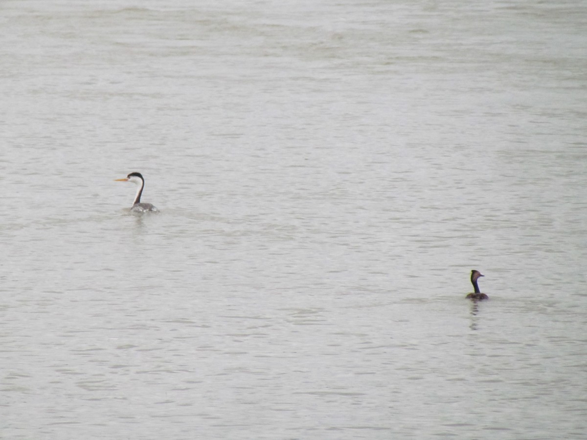 Clark's Grebe - Tanja Britton