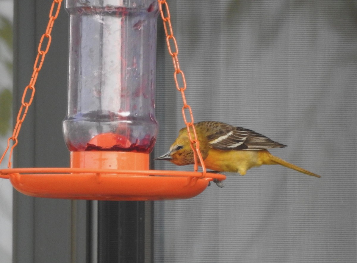 Oriole de Baltimore - ML102140141