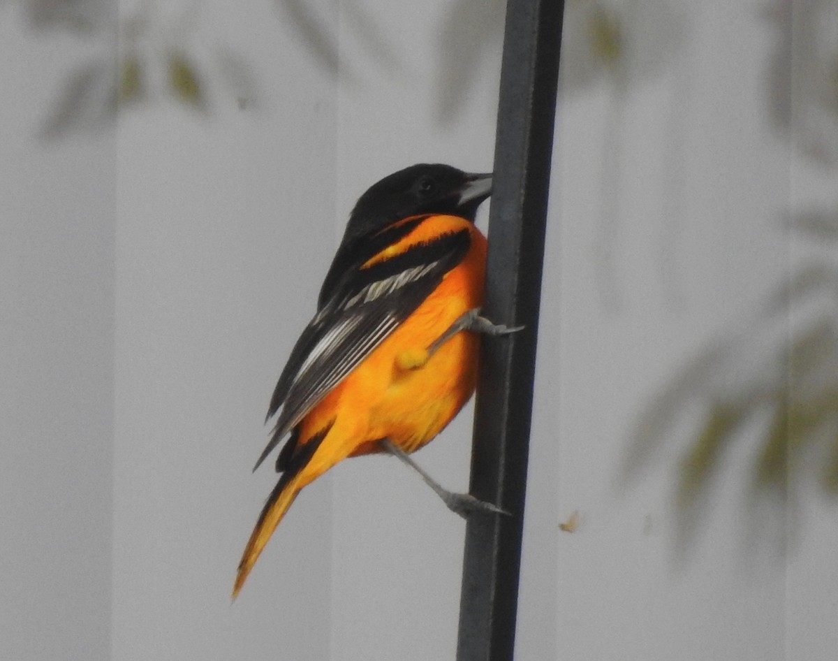 Oriole de Baltimore - ML102140151
