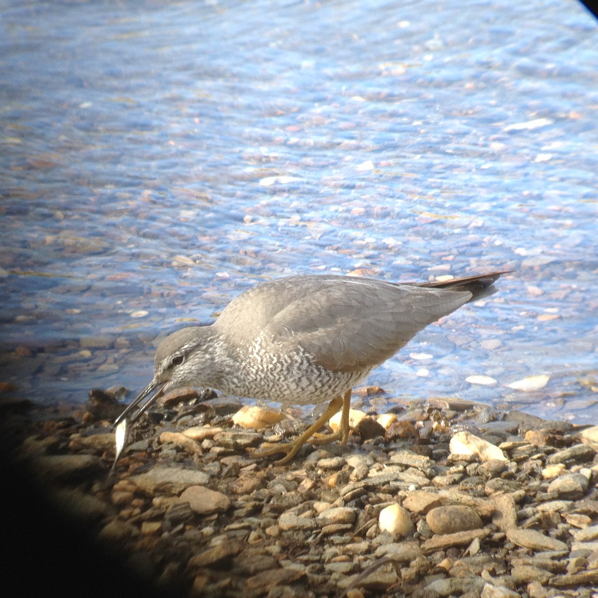 Wandering Tattler - Stan Justice