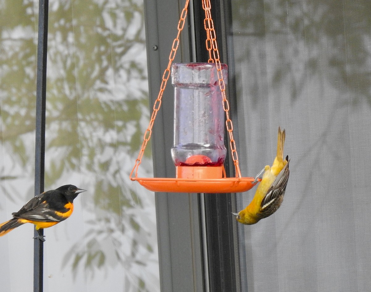 Oriole de Baltimore - ML102140231