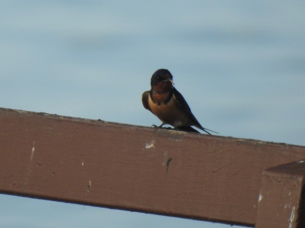 Hirondelle rustique - ML102140361