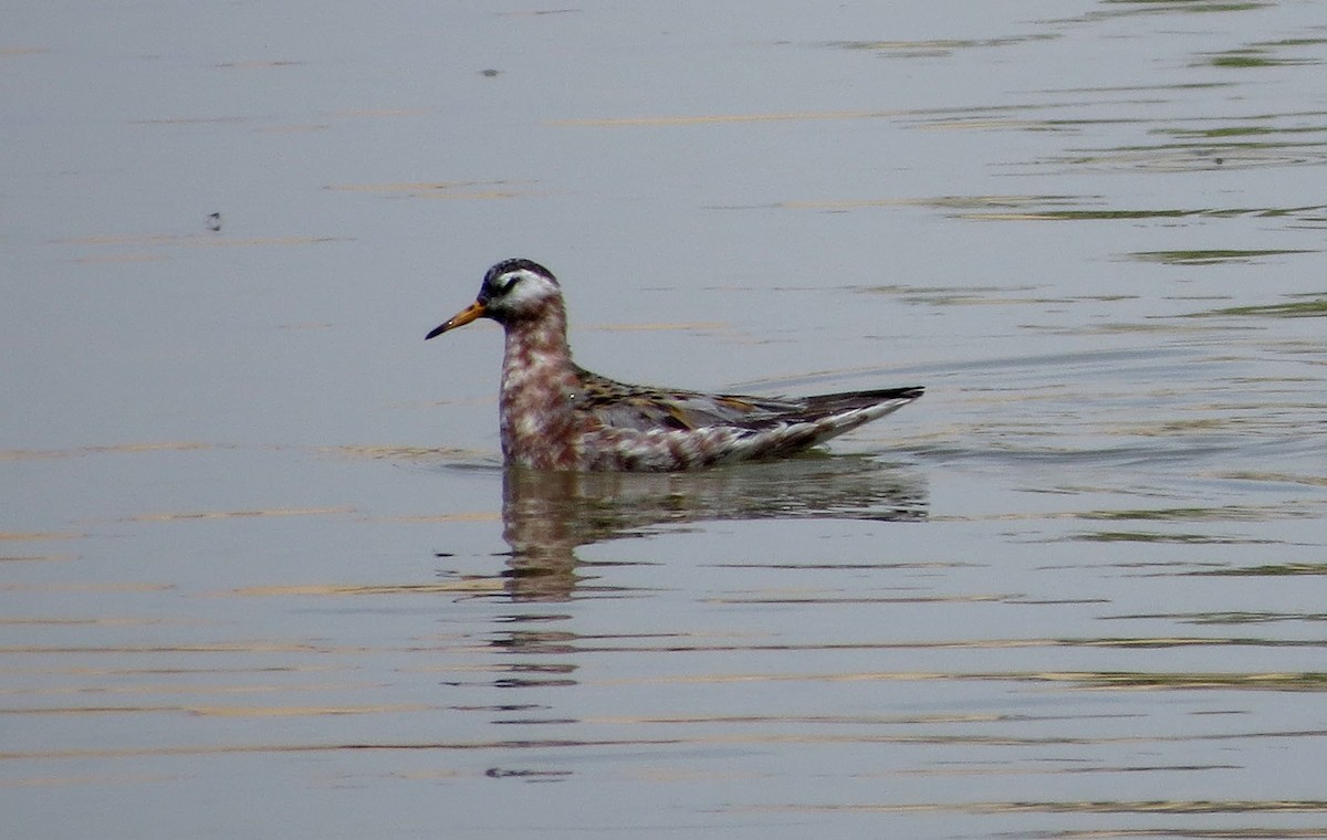 Red Phalarope - ML102140481