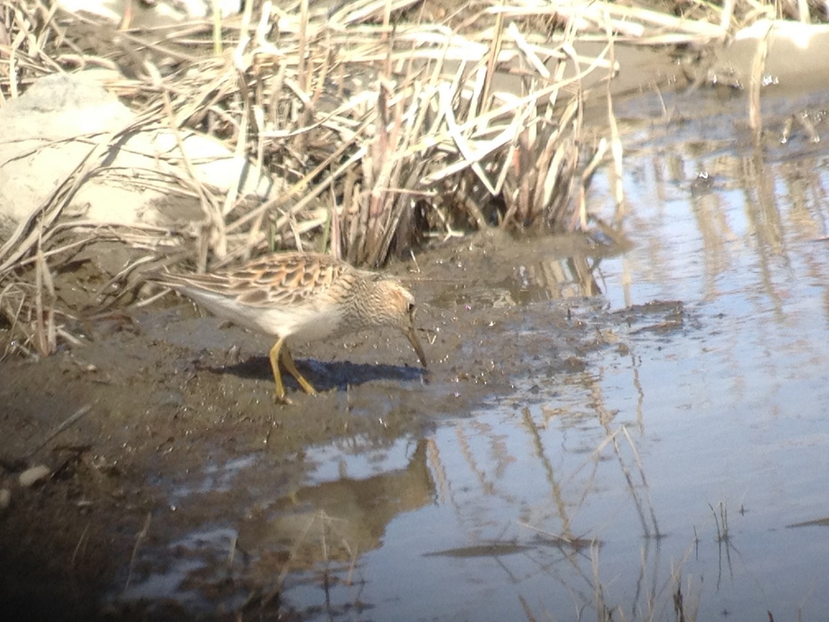 Pectoral Sandpiper - ML102140541