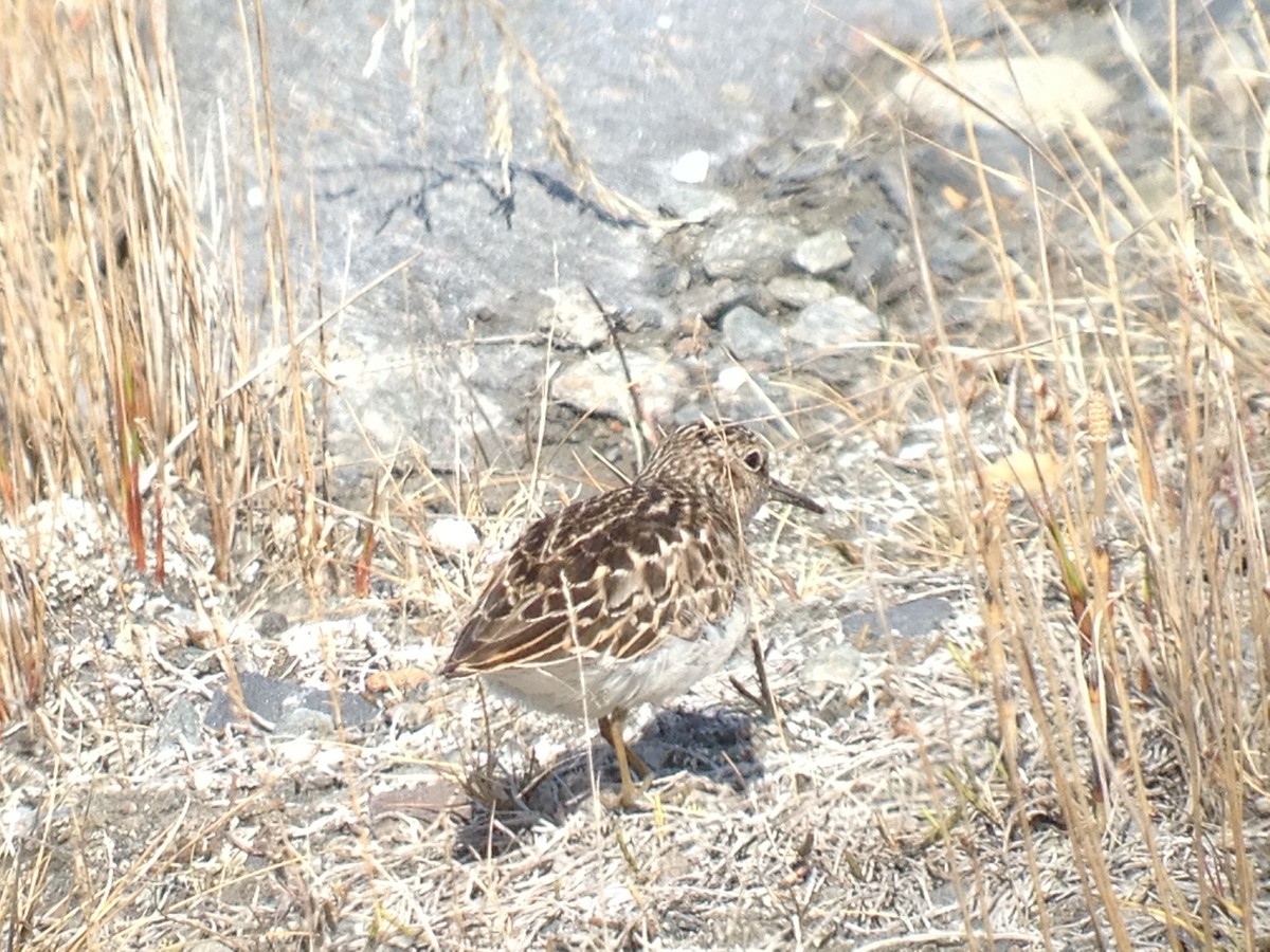 Least Sandpiper - ML102140701