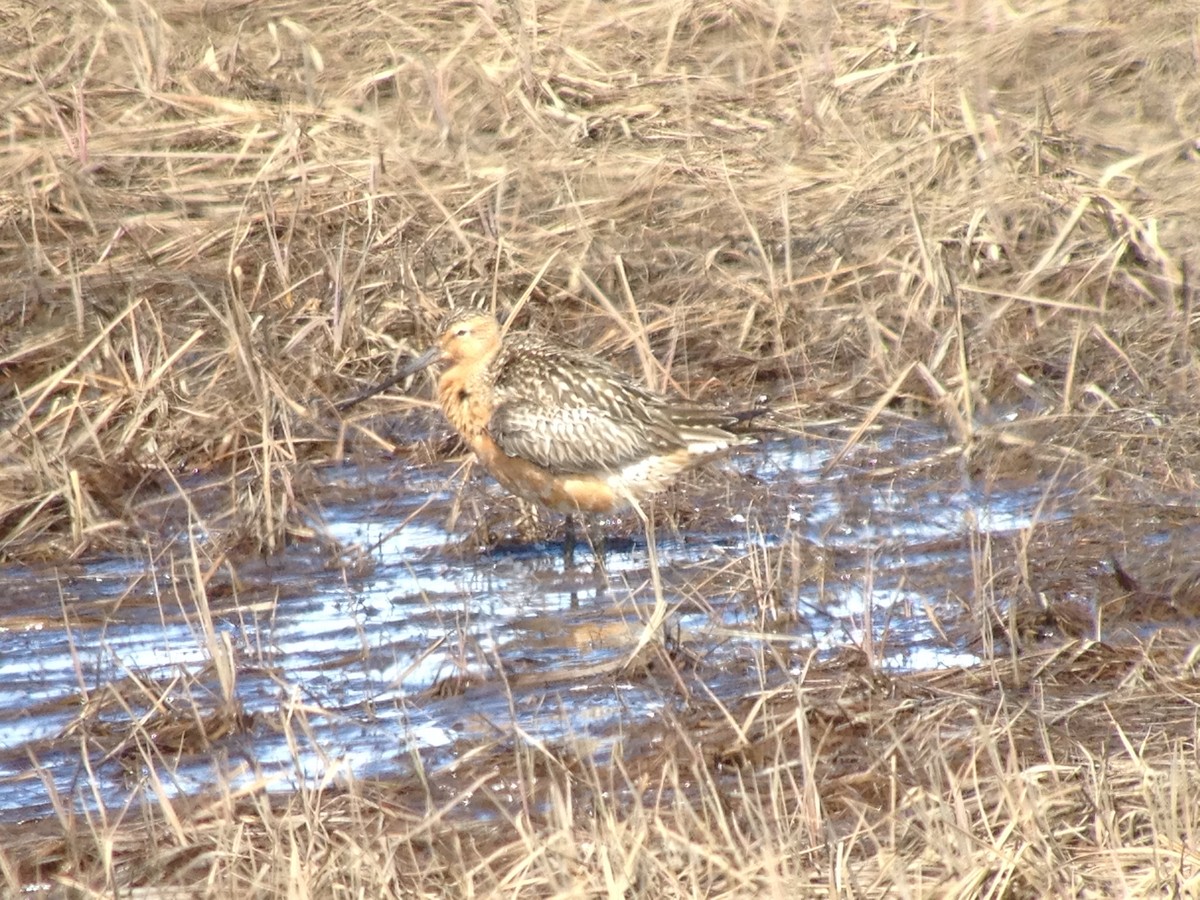 Bar-tailed Godwit - ML102140901