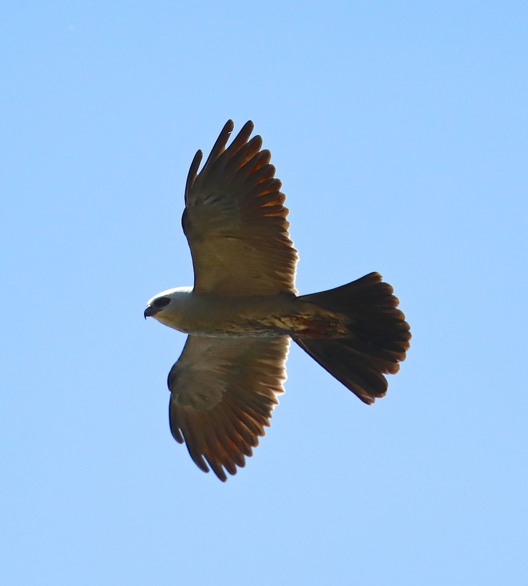 Mississippi Kite - ML102141851