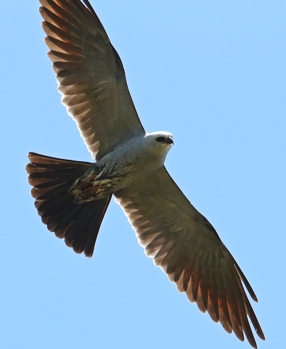 Mississippi Kite - ML102141871