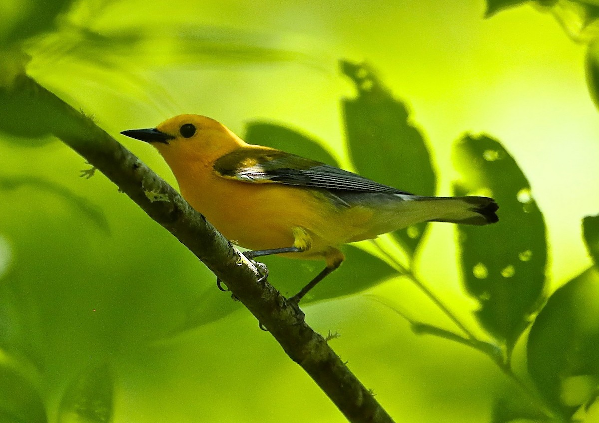 Prothonotary Warbler - Charles Lyon