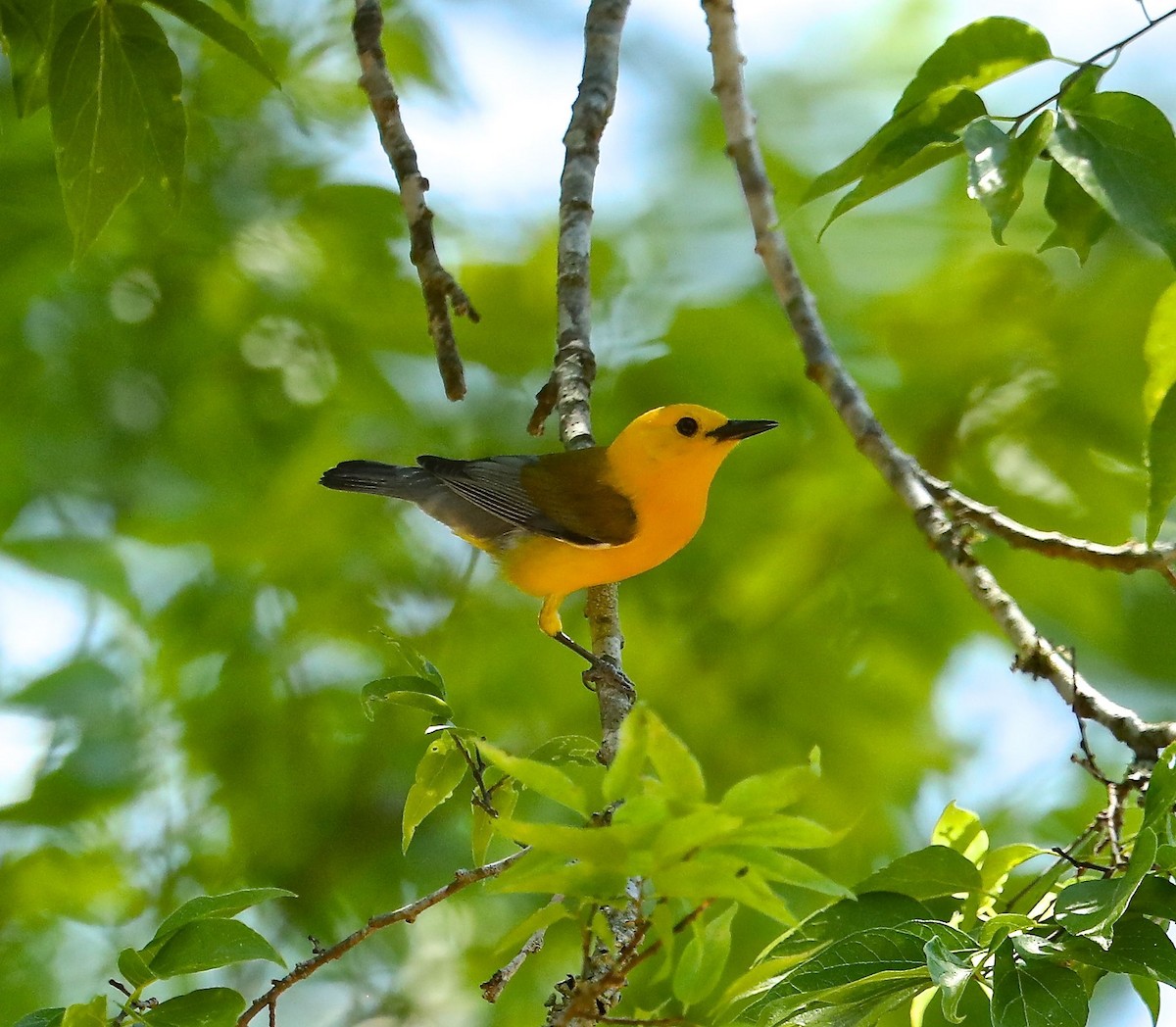 Prothonotary Warbler - ML102141891