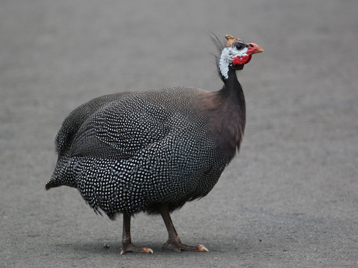 Helmeted Guineafowl (Domestic type) - ML102141921