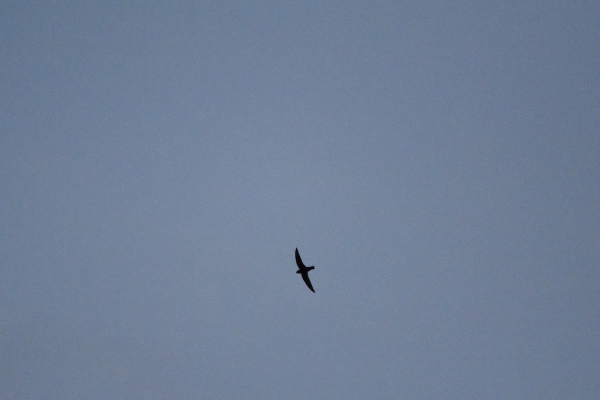 Black Swift - ML102142151