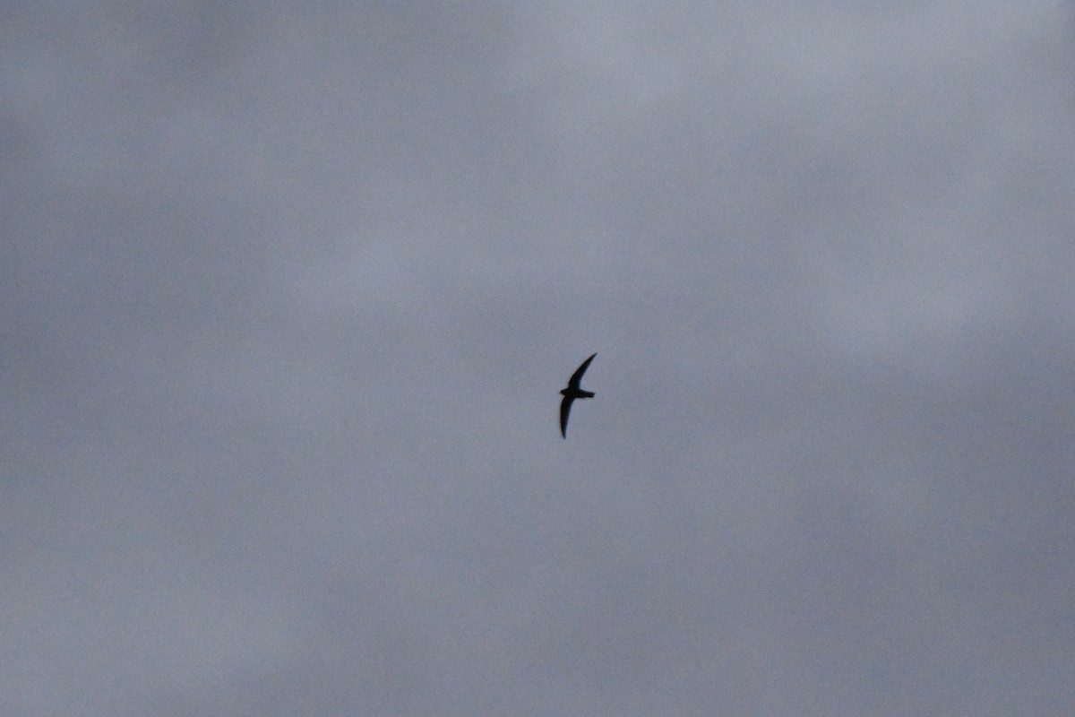 Black Swift - ML102142221