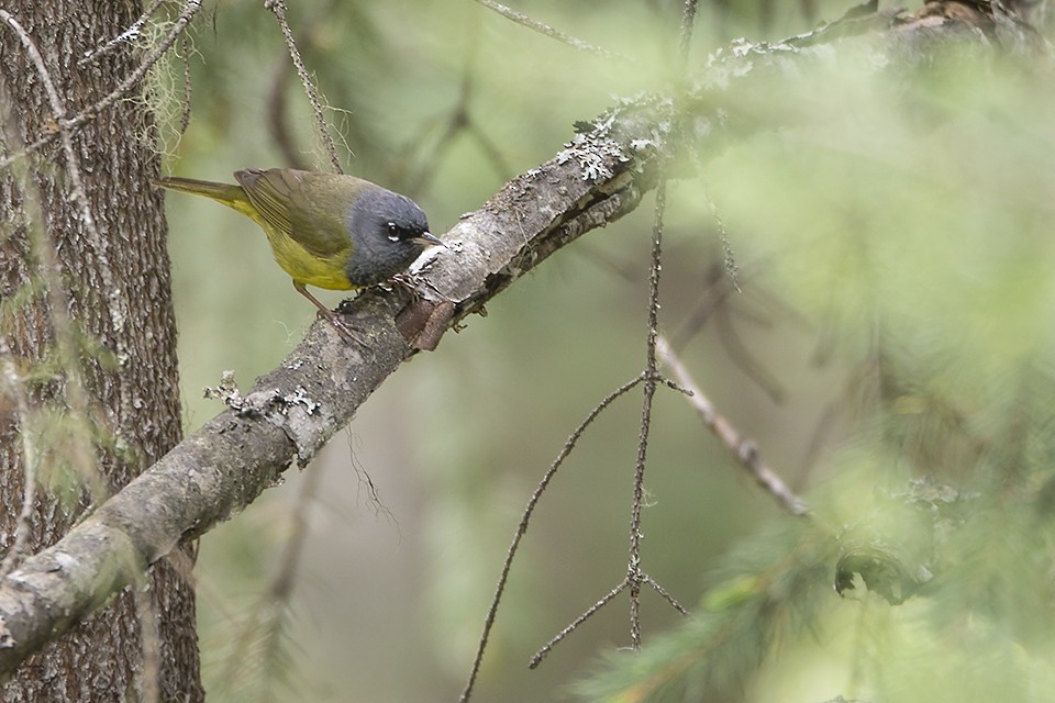 kjerrparula - ML102142271