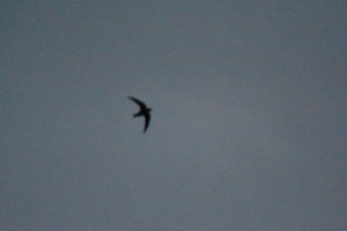 Black Swift - ML102142361